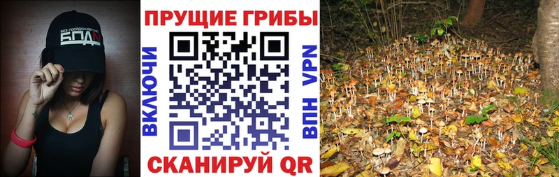 купить закладку Кондопога Псилоцибиновые грибы Psilocybine cubensis